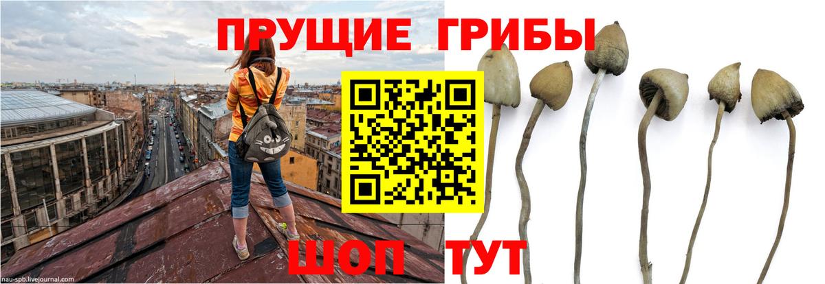 Красный Сулин  Псилоцибиновые грибы Magic Shrooms  Вход с VPN  Псилоцибиновые грибы MAGIC MUSHROOMS 